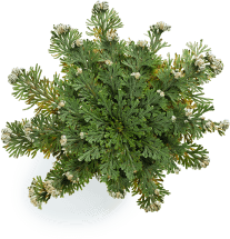 Rose of Jericho